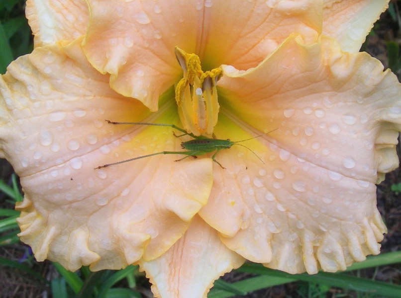 Fun with grasshoppers in organic gardens